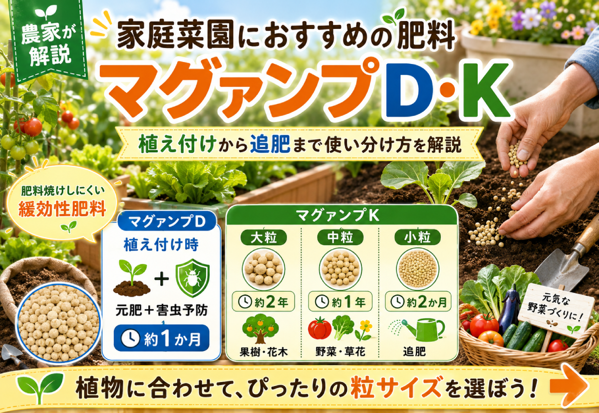 家庭菜園におすすめの肥料マグァンプD・Kの使い分けを、植え付け・追肥・粒サイズ別に解説するアイキャッチ画像