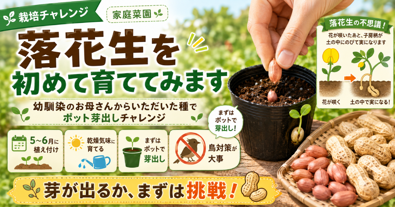 落花生を初めて育てる家庭菜園チャレンジで、ポットに種を植えて芽出しする様子を紹介するアイキャッチ画像